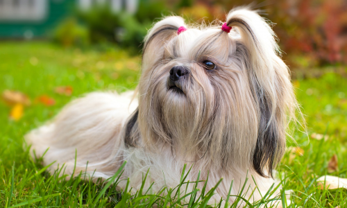 small house dog breeds