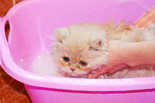 Bath your pet