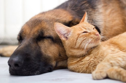 Adoption Is the Best Option: Why You Should Adopt Rescue Pets