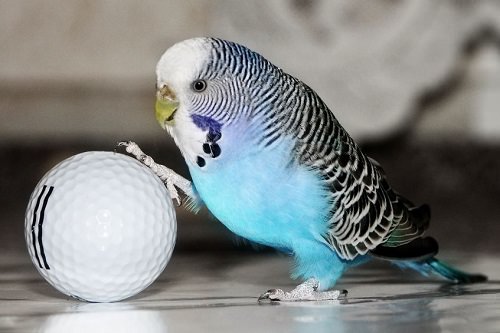 8 Parrot Care Tips to Make Your Bird Happy