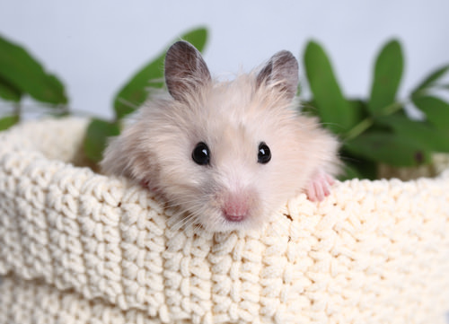 7 Tips for Taking Care of Your Hamster
