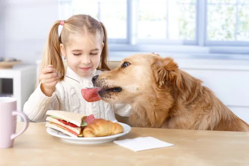 ‘People’ Foods Your Dog Can Eat Too