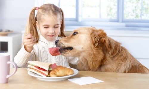 8 'People' Foods Your Dog Can Eat Too