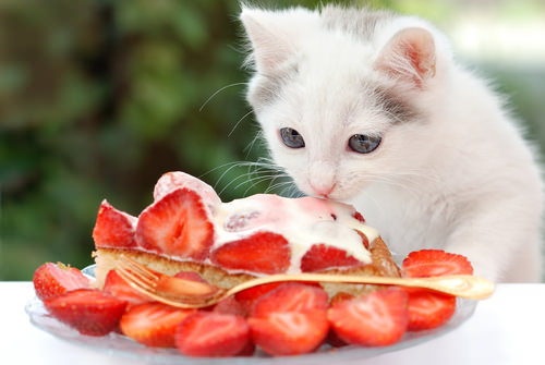 ‘People’ Foods Your Cat Can Eat Too