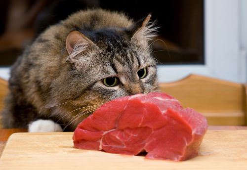4. Meat 8 'People' Foods Your Cat Can Eat Too