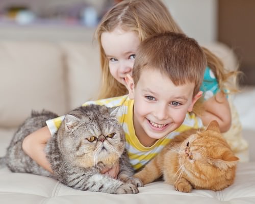 best cats for kids