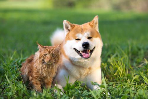 10 Reasons Why Cats Are Better Than Dogs
