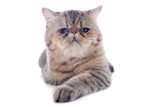 The Exotic Shorthair