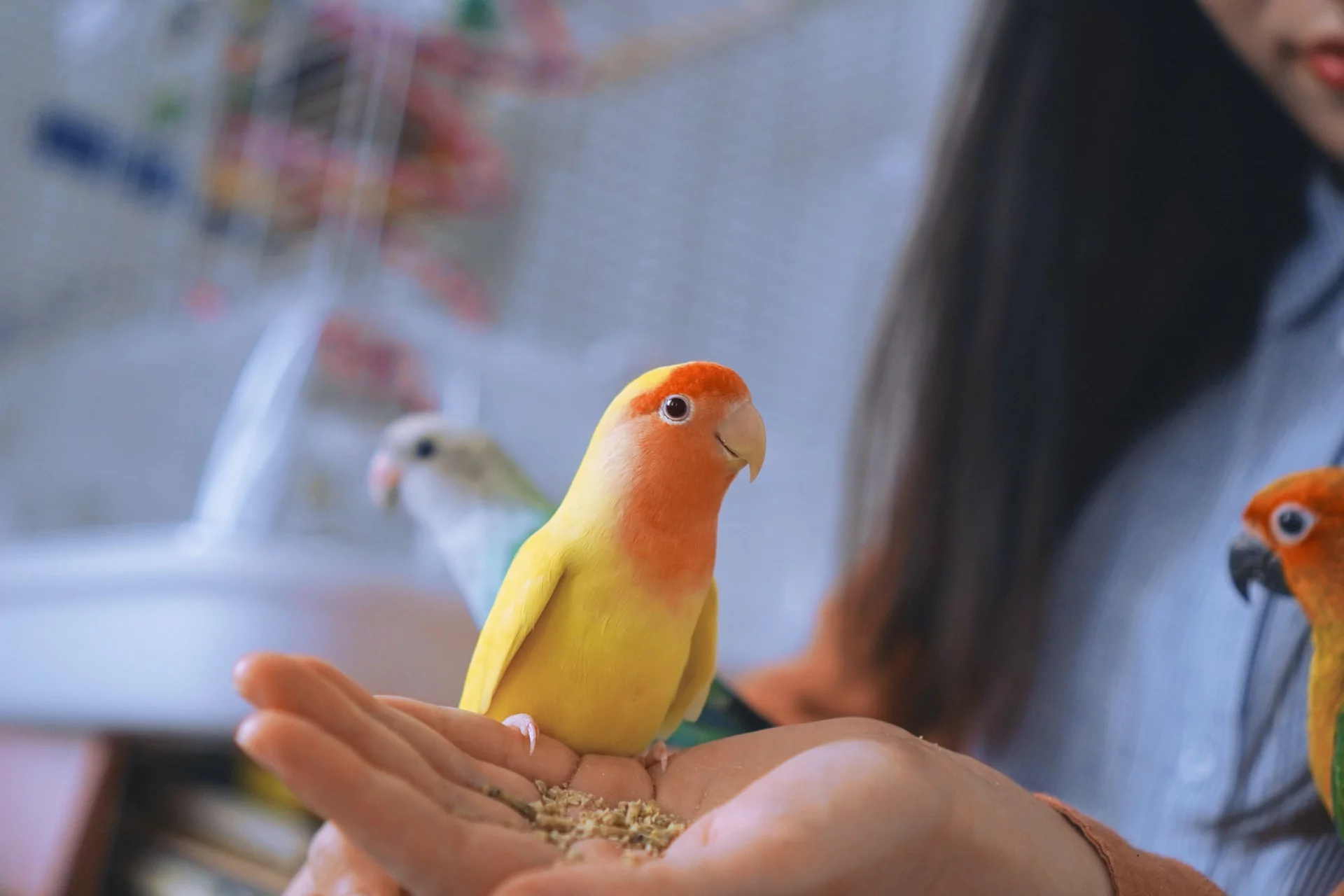 Top 10 Best Pet Birds for Every Woman