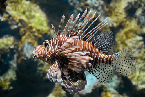 10 Fantastic Aquarium Fish for Every Budget