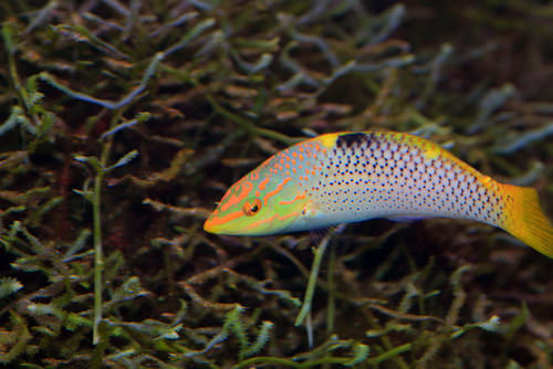 Wrasse aquarium fish