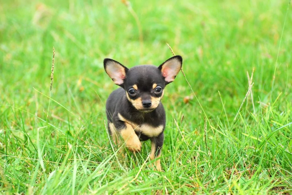 10 Interesting Facts about Chihuahuas