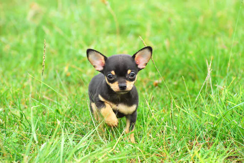 2. Chihuahuas are the oldest breed in North America - 10 Interesting ...