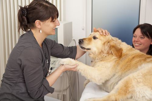 Choose a vet with your taste in medicine