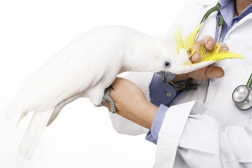Find a vet experienced with your pet's species