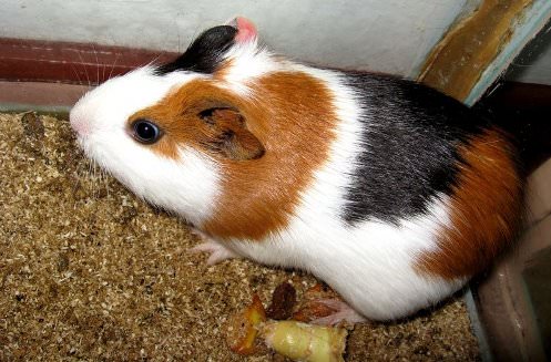 Fulfilling your cavy's basic needs for nutrition and health