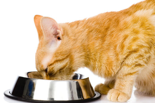 Premium or ultra premium cat food may be a waste of money