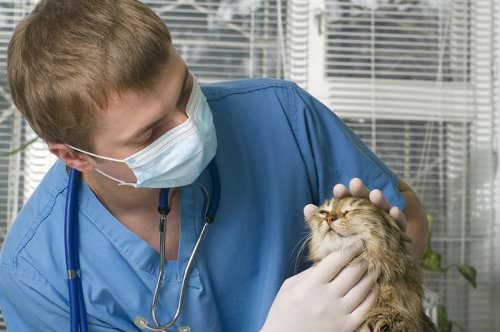 Stick with a vet who can take on emergencies