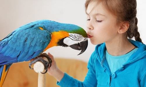 our generation parrot