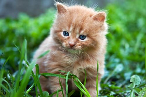 9 Tips for Bringing a New Kitten Home