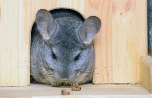 You need to make sure that your chinchilla