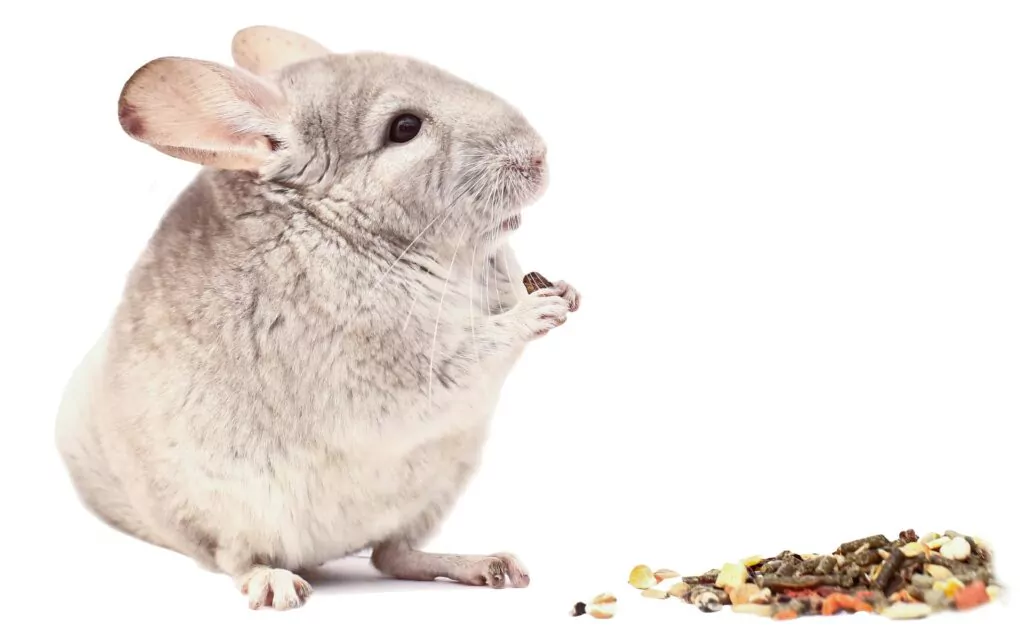 15 Important Tips for Caring for Chinchillas