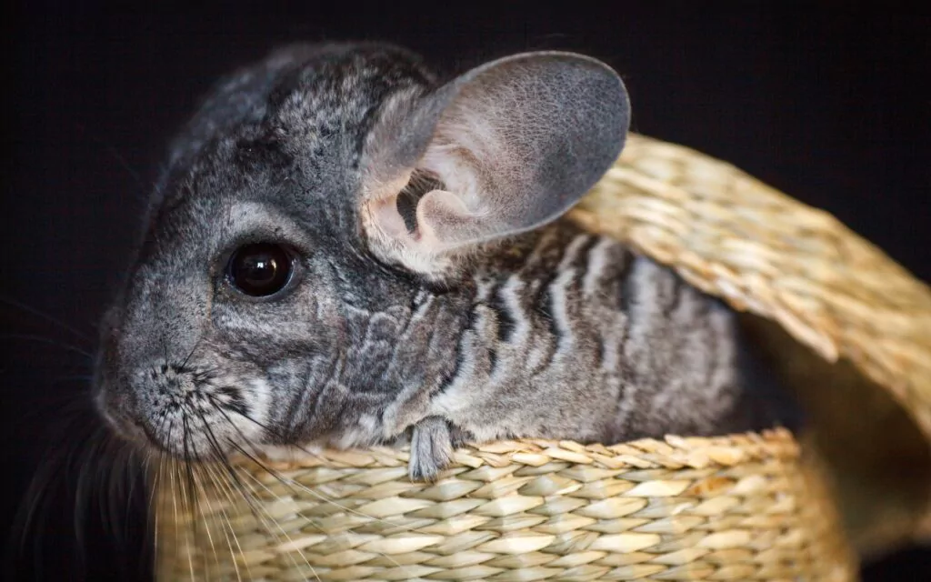 15 Important Tips for Caring for Chinchillas