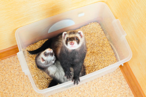 Be sure to give your ferret
