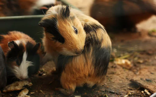 Cavies are the perfect starter pet
