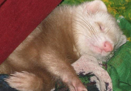 Ferrets are great pets for small homes