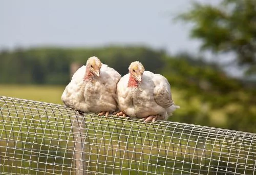 Getting turkey chicks