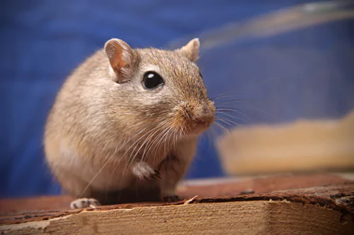 9 Must-Know Tips for Caring for Gerbils