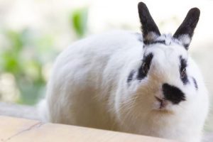 10 Important Tips for Caring for Rabbits