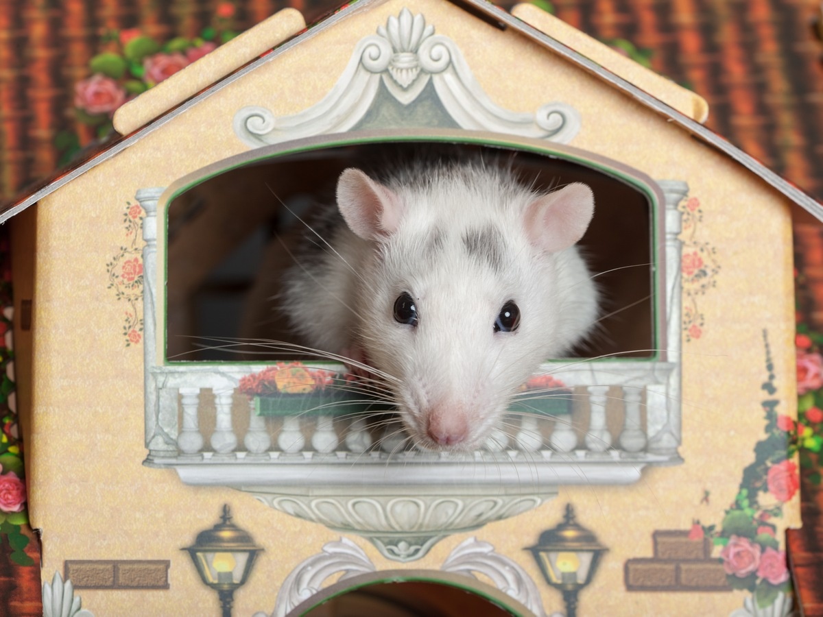 10 Best Pet Names for Mice and Rats