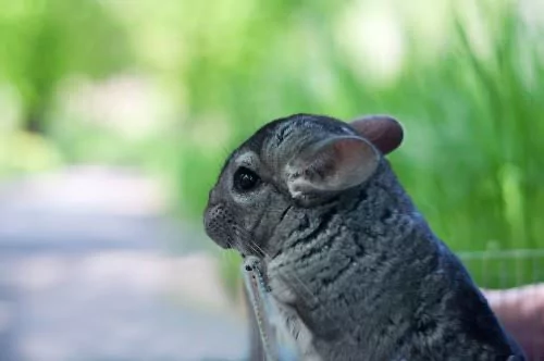Safe and Unsafe Foods for Chinchillas