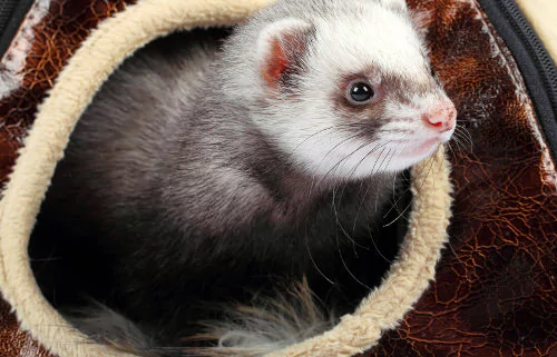 You need to observe your ferret's