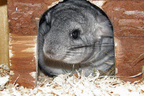 You'll never need to spend much money on a chinchilla