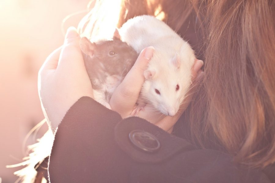 10. Miss Bianca and Bernard - Both Mice - 10 Best Pet Names for Mice