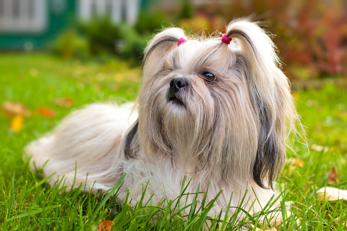 10 Best Small Dog 🐶 Breeds for Indoor Pets