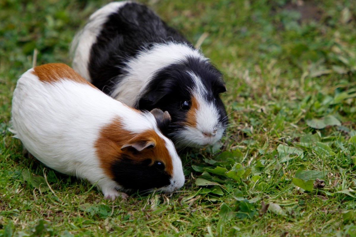 Important Tips for Caring for Guinea Pigs