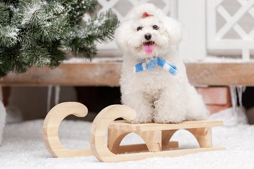 Amazing Winter Activities to Try with Your Dog