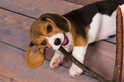 Interesting Facts about Beagles