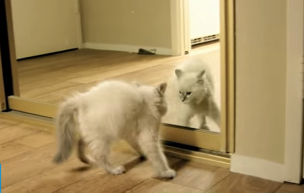 Who Is That? Animals vs Mirrors (Video)