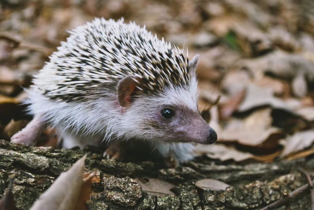 10 Things to Know Before Bringing a Hedgehog Home