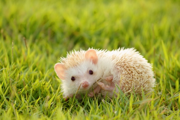 8 Things to Know Before Bringing a Hedgehog Home