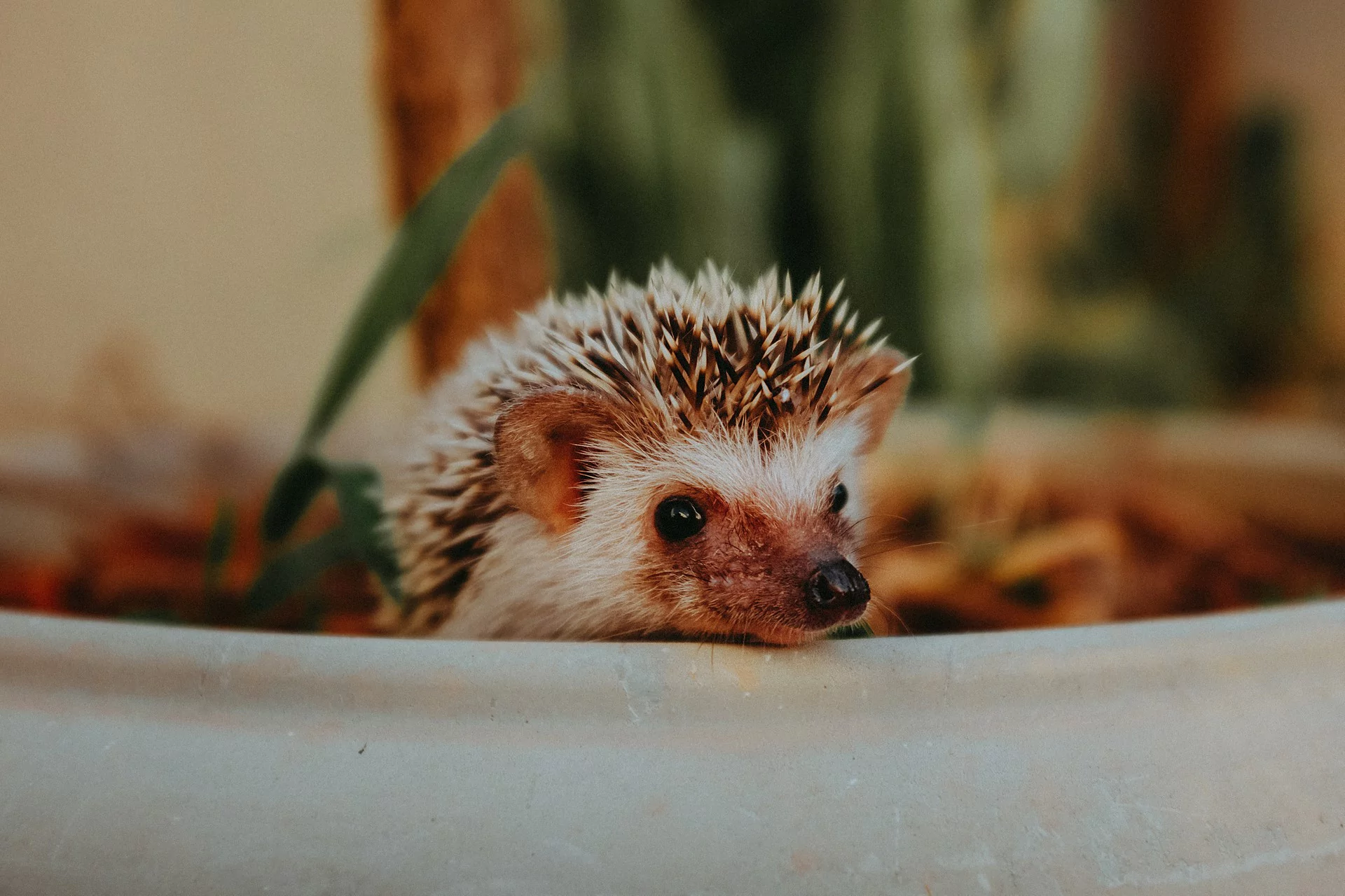 Hibernation is not for all hedgehogs
