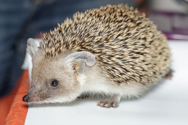 8 Incredible Facts about Hedgehogs