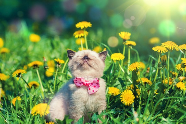 7 Ways to Keep Your Pet Healthy This Spring