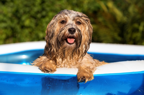 5 Fun Ways to Keep Your Furry Friend Cool This Summer