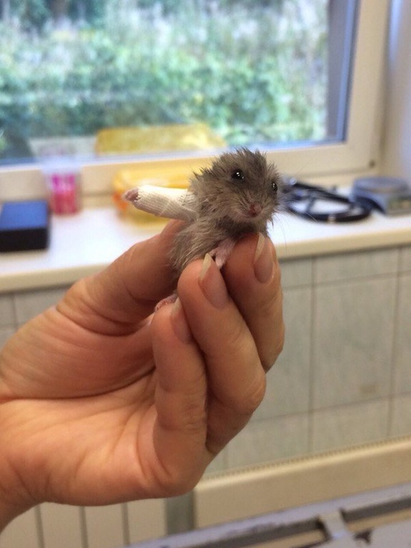 This Baby Hamster with Broken Arm Got a Tiny Cast
